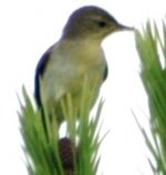 Warbler ID.jpg