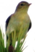 Warbler ID 2.jpg