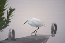 little egret X100 iso3200 _S026565.jpg