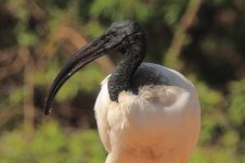 Sacred Ibis 3.jpg