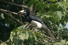 hornbill.jpg