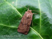 six-striped rustic ex IMG_5783 (800).JPG