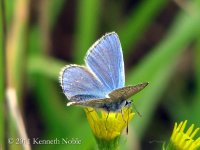 common blue ex IMG_5755 (800).JPG