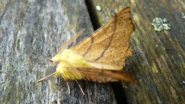 rsz_003Canary-shouldered Thorn.jpg