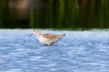 Wilson's-Phalarope.jpg