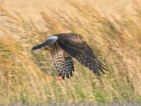 Burpham Pallid Harrier 2.jpg