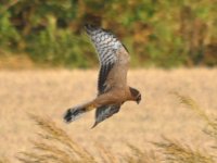 Burpham Pallid Harrier 1.jpg