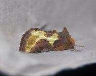 burnished brass (5).JPG