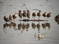 plumed whistling duck and company.jpg