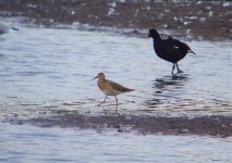 Ruff UW140811.jpg