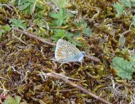 Common Blue UW 140811.jpg