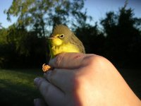 Canada Warbler.jpg