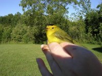 Wilson's Warbler.jpg