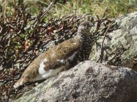 WhiteTailedPtarmigan.JPG