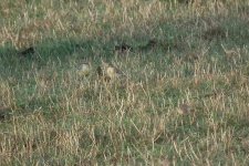 3 Yellow Wagtails.jpg