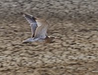 Curlew1_resize.jpg