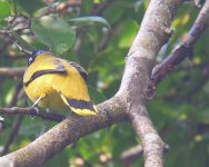 Black-headed Bulbul.jpg