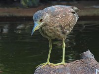 bc night heron imm  sx40hs  840mm 2xIMG_3147.jpg