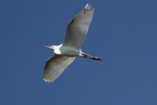 egret1.jpg