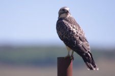 Prairie Falcon (small).jpg