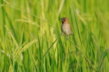 JAY_3462 Scaly-breasted Munia.jpg