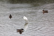 Little Egret.jpg