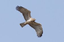 11 Short-toed Eagle, Algarrobo (14)-copy.jpg