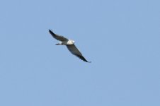 16-Black-shouldered-Kite-(3.jpg