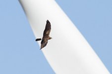 19-Montagu's-Harrier-(13)-c.jpg