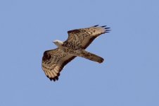 22-Honey-Buzzard-(14)-copy.jpg