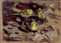 yellowhammers.JPG