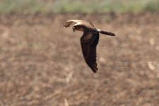 32-Montagu's-Harrier-(28).jpg