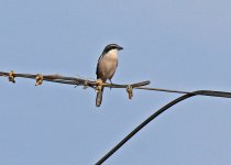 Shrike Iberian Grey Espiche Oct 2011 LQ.jpg