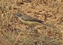 Wagtail Yellow, Pera Marsh Oct 2011 LQ.jpg