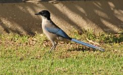 Magpie Azure Winged 1 Villa Kimbo Oct 2011 LQ.jpg