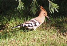 Hoopoe 2 Villa Kimbo Espiche Oct 2011 LQ.jpg