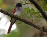 Female Asian Paradise Flycatcher.jpg