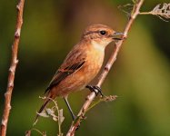 Siberian Stonechat.jpg