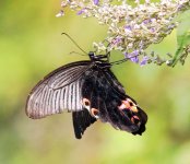 Papilio protenor Spangle Butterfly.jpg