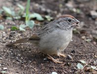 Rufous-crowned Sparrow_0233.jpg
