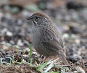 Rufous-crowned Sparrow_0254.jpg