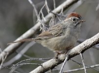 Rufous-crowned Sparrow_0262.jpg