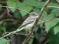 Alder Fly 5.jpg