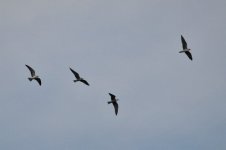 Web Black Terns 4.jpg