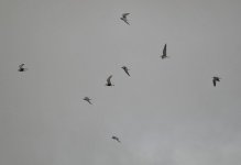 Web Black Terns 5.jpg