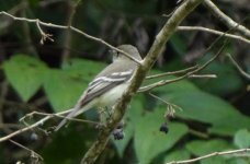 Alder Fly6.jpg