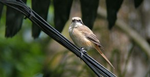 brownshrike04.jpg