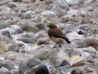 Wheatear_Oct31_11_0001.jpg