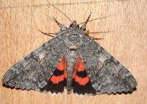 red underwing.JPG