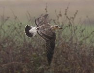 Bempton-gull-2a.jpg